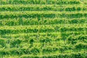 un viñedo con filas de verde plantas foto