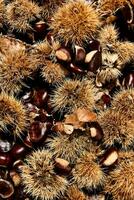 chestnuts are a type of nut that are used in many different ways photo