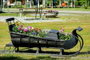 a sled with flowers in it on the grass photo