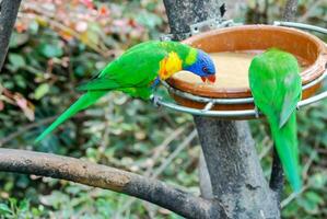two parrots are sitting on a bird feeder photo