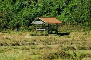 a hut in the middle of a field with trees photo