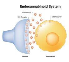 Endocannabinoid System Science Design Vector Illustration