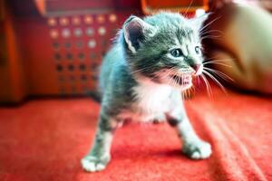 brand-new kitten takes its first steps into the unknown photo