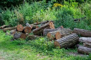 Log trunks pile, logging timber wood industry. pile in the yard of the house for further gathering of firewood for heating the house in winter photo