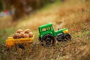 verde tractor lleva nueces en el atrás. juguete tractor con un cosecha de maduro nueces otoño fotófono. foto