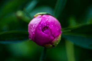 Risen bud pink peony photo