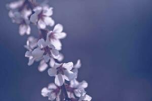 flor de nanking Cereza prunus tomentosa foto