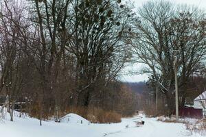 The dog runs along the snowy road in the village. Huge trees along the road. The first snowfall. photo