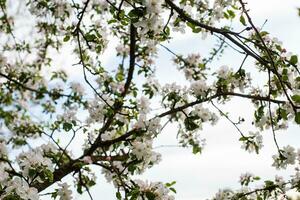 bee on a flowering apple tree photo