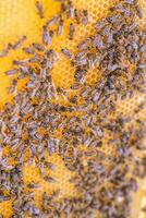 Bees on the honeycomb, top view. Honey cell with bees. Apiculture. Apiary. Wooden beehive and bees. beehive with honey bees, frames of the hive, top view. photo