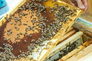 a beekeeper is holding a frame with bees photo