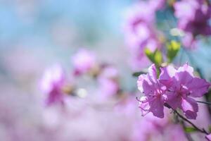 Branch with azaleas flowers against background of pink blurry colors and blue sky. photo