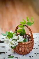 bunch of acacia in wicker basket. Collecting ingredients for natural cosmetics from of black locust, Robinia pseudoacacia, false acacia in spring. Manufacturing medicines at home. photo