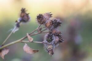 Dried inflorescences thistle flower on a green background. Medicinal plant ecologically clean area. Floral background. photo