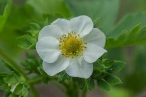 Beautiful white strawberry flower in the garden. The first crop of strawberries in the early summer. Natural background. photo