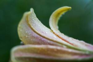 drop of rain on petal of orange Lilium, true lilies photo