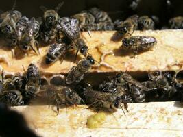 Honeybees in the nest on the wooden framework in the hive. dense cluster of swarms of bees in the nest. Working bees, drones and uterus in a swarm of bees. Honey bee. Accumulation of insects photo