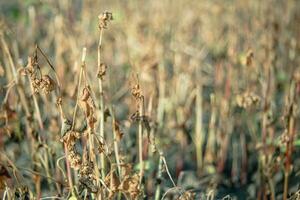 alforfón después escarcha. congelado hojas y flores de alforfón. plantas después agudo frío quebrar. muerto partes de plantas después escarcha. destruido cultivos, colapso de negocio. problemas de agronomía foto