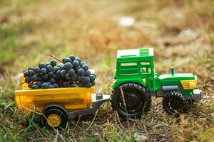 green toy tractor with trailer carries black ripe grapes. Harvesting concept photo