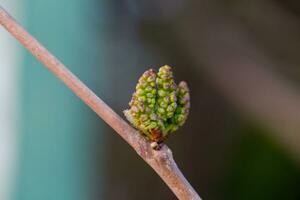 Green mulberry, Morus fruits. growth of plants in spring. Fruit tree with young fruits. Future harvest. photo