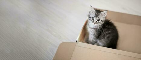 small kitten in an open cardboard box. Postal Service. Sending goods to animals. photo