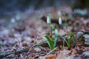 Galanthus, snowdrop three flowers against the background of trees. photo