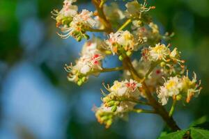 chestnut Flowers and buds on in spring. Bright green leaves close up. Background for spring screensavers on phone. rebirth of nature. Blooming buds on trees. photo