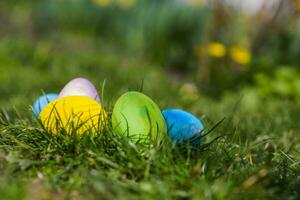 Four Easter eggs are blue, yellow and green in green leaves. Easter background. Search for eggs at Easter. photo