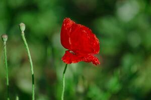 Papaver rhoeas, common, corn, Flanders, red poppy, corn rose, field is flowering plant poppy family Papaveraceae. Bees collect pollen from Papaver rhoeas. Honey plants Ukraine. photo