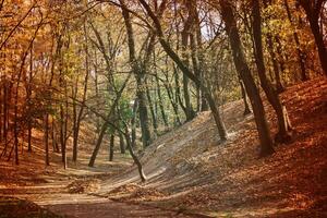 Autumn forest. Yellow foliage on trees and earth. background for autumn screensavers. Gold Trees in park. photo