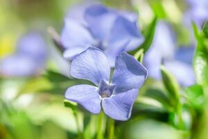 Common periwinkle in full bloom, a lovely addition to any springtime garden with its delicate flowers and lush green leaves photo