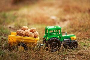 Green tractor carries nuts in the back. Toy tractor with a crop of ripe walnuts. photo