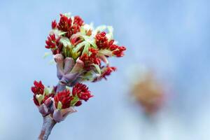 Acer negundo, Box elder, boxelder, ash-leaved and maple ash, Manitoba, elf, ashleaf maple male inflorescences and flowers on branch photo