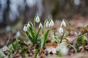 galanto, campanilla de febrero Tres flores en contra el antecedentes de arboles foto