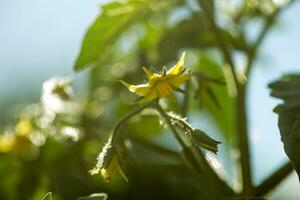 The top of the tomato bush with flowers on the green background of the garden. photo