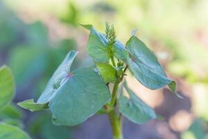 Buckwheat sprouts on field. Buckwheat young plants in the garden. Agricultural culture. Honey plants Ukraine photo