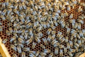 Drones on a wax frame surrounded by bee colonies. Beekeeping. Growing drones to select sperm. Artificial insemination of the queen bee with sperm of donor's drone. photo