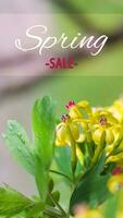 Text SPRING SALE Jostaberry blackcurrant bush branch blossoming for backgrounds in garden. Yellow small flowers photo