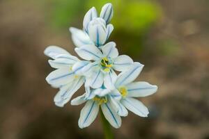 Scylla Siberian closeup. Little blue flowers. White-blue snowdrops. Natural background photo