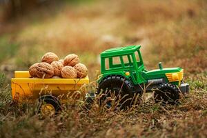 Green tractor carries nuts in the back. Toy tractor with a crop of ripe walnuts. Autumn photophone. photo