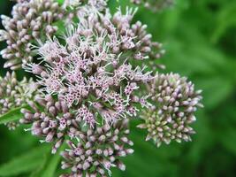 Pink fluffy flowers Eupatorium cannabinum, hemp-agrimony or holy rope growing on meadow. Honey and medicinal plants in Europe. drug plants photo