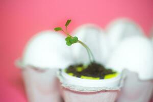 Sprout arugula in the eggshell. Plant development in spring. eco gardening, montessori education. Easter concept. photo