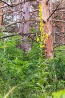 Burnt trees in the forest. Pine branches after a fire. Disaster. Broken ecosystem. photo