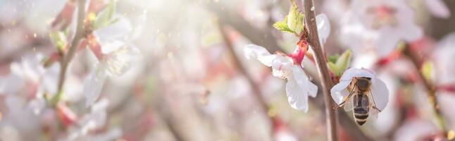 abeja en flor de nanking Cereza prunus tomentosa foto