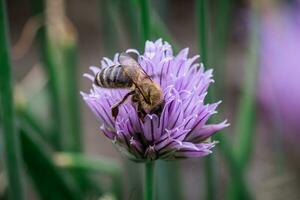 Bee at work, ensuring Chives thrive, Allium schoenoprasum photo