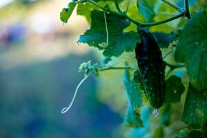 One green ripe cucumber on a bush among the leaves. Cucumber on the background of the garden. photo