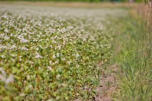 Field of buckwheat on a background of a stormy sky. Buckwheat, Fagopyrum esculentum, Japanese buckwheat and silverhull buckwheat blooming on the field. Close-up flowers of buckwheat photo