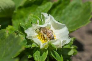 Honey bee collect nectar from Beautiful white strawberry flower in the garden. The first crop of strawberries in the early summer. Natural background. photo