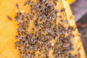 Bees on the honeycomb, top view. Honey cell with bees. Apiculture. Apiary. Wooden beehive and bees. beehive with honey bees, frames of the hive, top view. photo