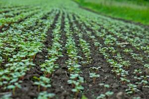 Field of sprout buckwheat on background of sky. Buckwheat, Fagopyrum esculentum, Japanese buckwheat and silverhull buckwheat on the field. photo